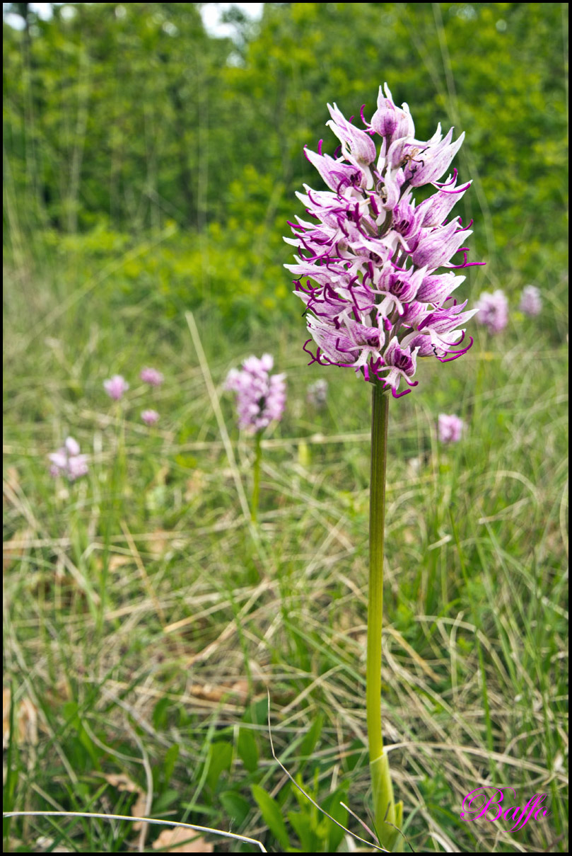 Orchis simia